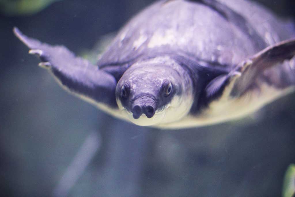 Aquarium-Dubai-06