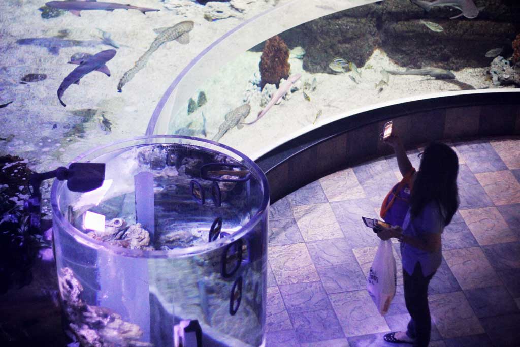 Aquarium-Dubai-15