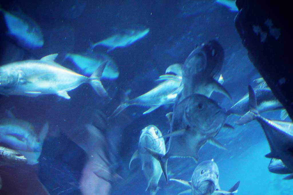 Aquarium-Dubai-23